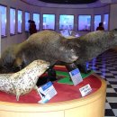 화진포해양박물관 이미지