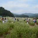 메밀꽃 필 무렵 이미지