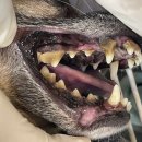 마이펫종합동물병원 이미지