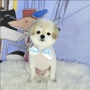 포미펫샵 이미지