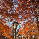 국도24호선가로수 | 담양 메타세콰이어길 가을 여행 단풍 데이트 추천 명소