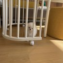 퍼피스토리 이미지