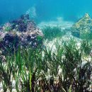 바다의 숲속 이미지