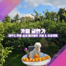 [제주 한림 실내 애견동반카페_귤한가] &#34;감귤체험으로 견생샷 990장 찍은 썰&#34;
