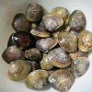 다마내기 이미지