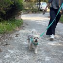 별스런 산책 이미지