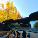 산업대 은행나무길 | 경주 가을 단풍 여행 추천 &#39;통일전 은행나무 길&#39; 산책 후기