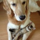 야옹이와 멍멍이 이미지