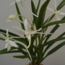 풍란 | 풍란 키우기, 작지만 깊은 여운이 있는 식물