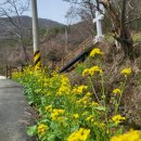 옥포의 땀 다시 일하고 살고 싶은 푸른항구 | 거제 유섬이 묘, 윤봉문 요셉 성지 순례/ 장사도 카멜리아, 리베라호텔 산책, 공곶이 수선화, 매미성