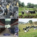 신우농장 이미지