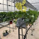 매지밀 딸기농장 이미지