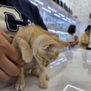 도그마루 강아지고양이 김해창원점 | 도그마루 김해창원점 고양이 입양