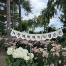 유구초등학교 | 공주 유구 색동수국정원 축제 솔직후기! 주차 입장료 실시간 개화 상황 총정리