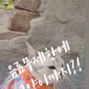 고양이카페 루프캣미 명동점 이미지