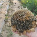 강주주유소 이미지