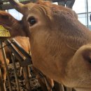 천안축산업협동조합배합사료공장 이미지