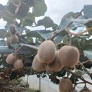 천우 농장 이미지