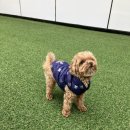 프찌 | [공지] (내돈내산 후기) 천안 두정 프찌 애견 호텔