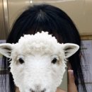 품절돼지신 이미지