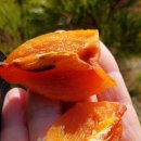 감불농장 이미지