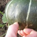 단호박 수확 이미지