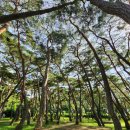 목계숲 1 이미지