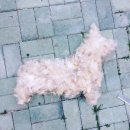 베일리펫케어 이미지