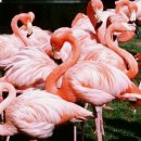 플라밍고 이미지