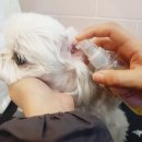 the 예쁘개 이미지