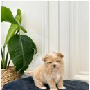 부산강아지분양 퍼피룸 이미지