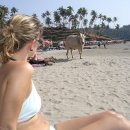 소들의 천국 이미지