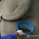 코끼리똥 이미지