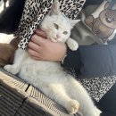뽀뽀치킨 이미지