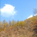 춘천임업