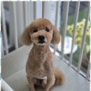 우리동네펫샵 이미지