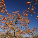 자은농장 이미지