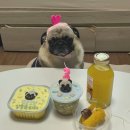 해피퍼피스데이 이미지