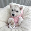 허스키 사랑 | 시베리안허스키분양 고민중이라면