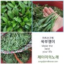 봄나물 다이어리 4월의 산나물 지리산 구례 쑥부쟁이에 홀딱 반하다 1편