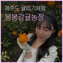 햇빛농장 | [제주도] 마 내 이제 다디단 천혜향 감별사 아이겟나 : 봉봉감귤체험농장 추천후기
