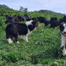 약산농장 이미지