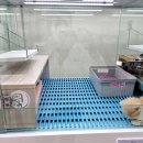 심쿵냥 고양이분양 이미지