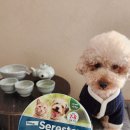강아지 진드기 퇴치 목걸이 세레스토 후기
