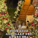 숲속의강아지 | 포천애견동반카페 숲속의제빵소 | 강아지랑 크리스마스트리사냥 실외동반 후기