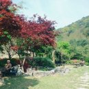 황룡뿌리(흑염소농장) 이미지