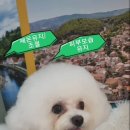 로댕 펫 살롱 이미지