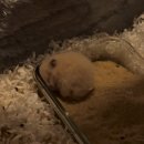 로스타임 | 왜요?왜요는 일본노래고