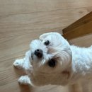 직장인요가 2 | 12월 일상! (프랭크버거, BHC 뿌링클, 초보 요기니, 직장인 요가, 주토피아2 후기)