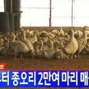 오리랑닭이랑 이미지
